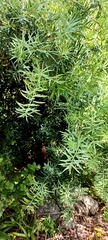 Podocarpus