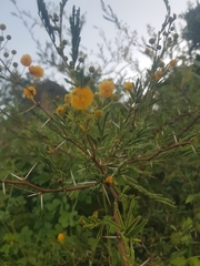 Vachellia hockii
