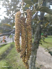 Alnus lusitanica