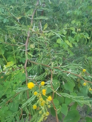 Vachellia hockii