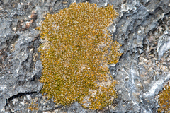 Lithophila muscoides