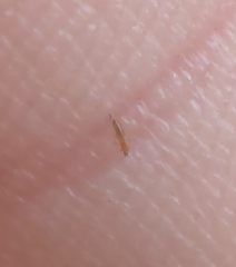 Thripinae