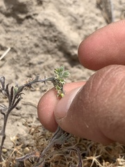 Lappula occidentalis