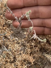 Lappula occidentalis