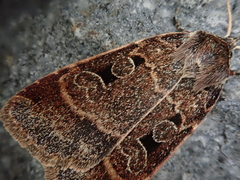 Sineugraphe bipartita