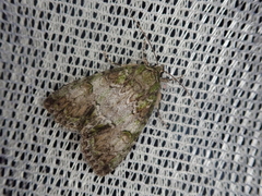 Polyphaenis subviridis