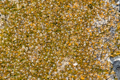 Lithophila muscoides