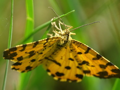 Pseudopanthera macularia