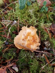 Hydnum rufescens