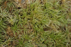 Leucobryum