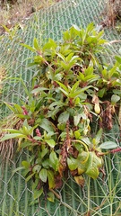 Phytolacca