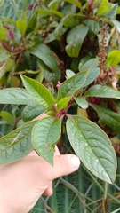 Phytolacca