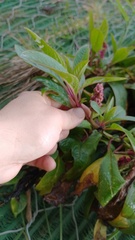 Phytolacca