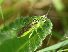 Rhogogaster viridis