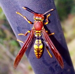 Polistes versicolor