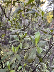 Conocarpus erectus