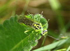 Rhogogaster viridis