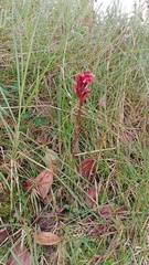 Stenorrhynchos albidomaculatum