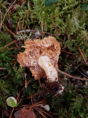 Hydnum rufescens