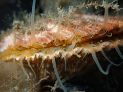 Chlamys hastata
