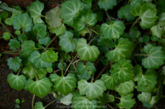 Primulina danxiaensis