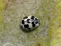 Psyllobora picta