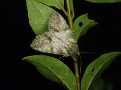 Polyphaenis subviridis