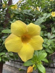 Allamanda cathartica