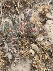 Astragalus purshii