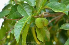 Artocarpus nitidus lingnanensis