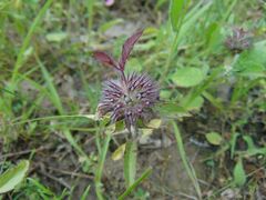 Monarda