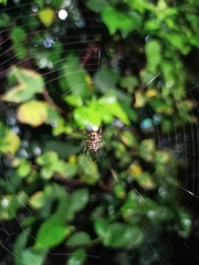 Gasteracantha geminata