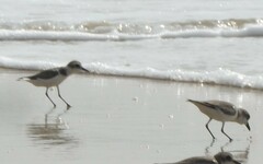 Charadrius alexandrinus