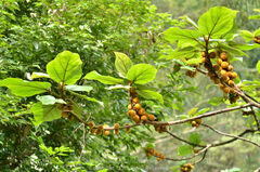 Ficus esquiroliana