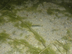 Characiformes