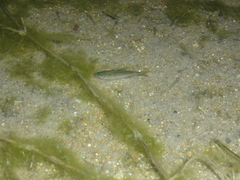 Characiformes