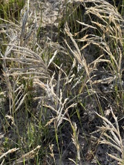 Scleropogon brevifolius