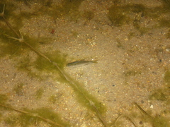Characiformes