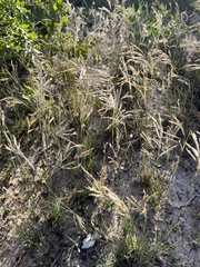 Scleropogon brevifolius