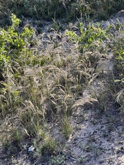 Scleropogon brevifolius