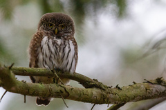 Glaucidium passerinum