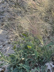 Scleropogon brevifolius