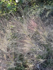 Scleropogon brevifolius