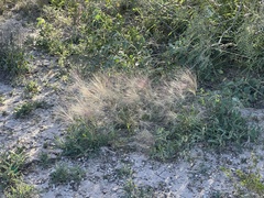 Scleropogon brevifolius