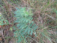 Vicia nervata