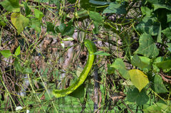 Psophocarpus tetragonolobus