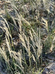 Scleropogon brevifolius