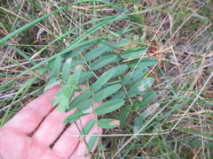 Vicia nervata