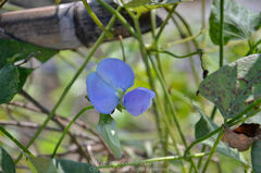Psophocarpus tetragonolobus
