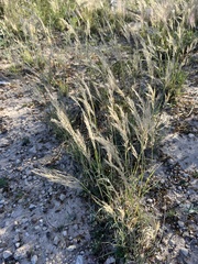 Scleropogon brevifolius